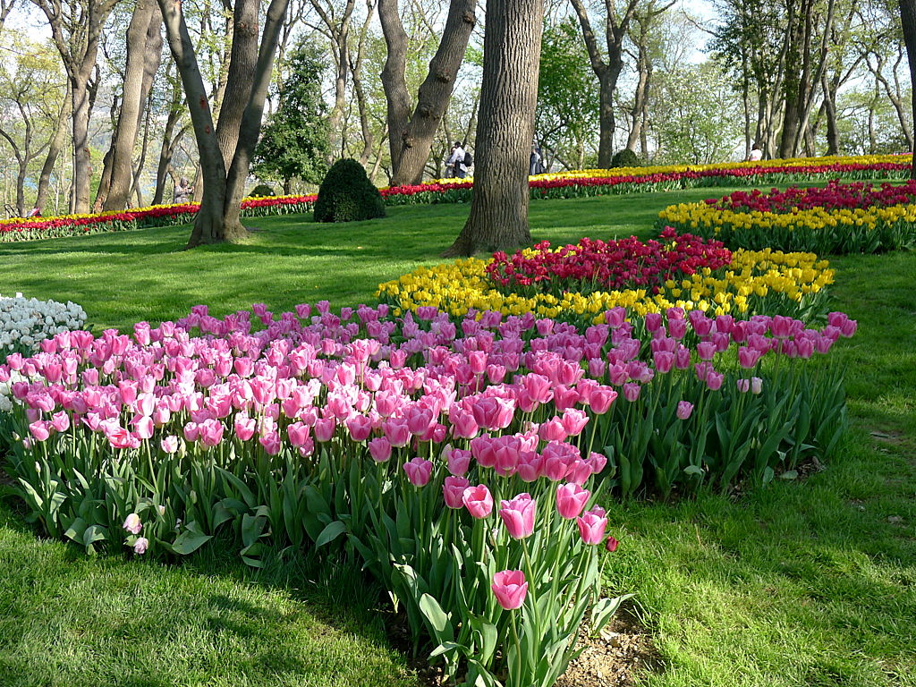 l Tulip time in Istanbul